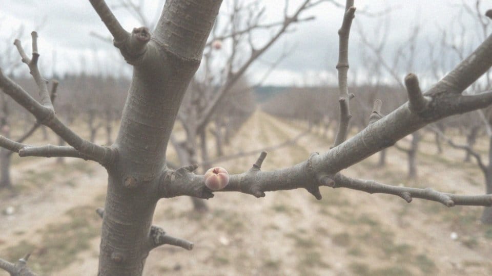 Jakie techniki przycinania brzoskwiń są najskuteczniejsze?