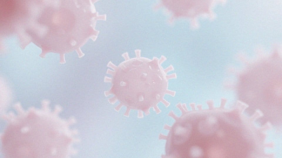 Jaką rolę odgrywają Lactobacillus spp. w biocenozie pochwy?