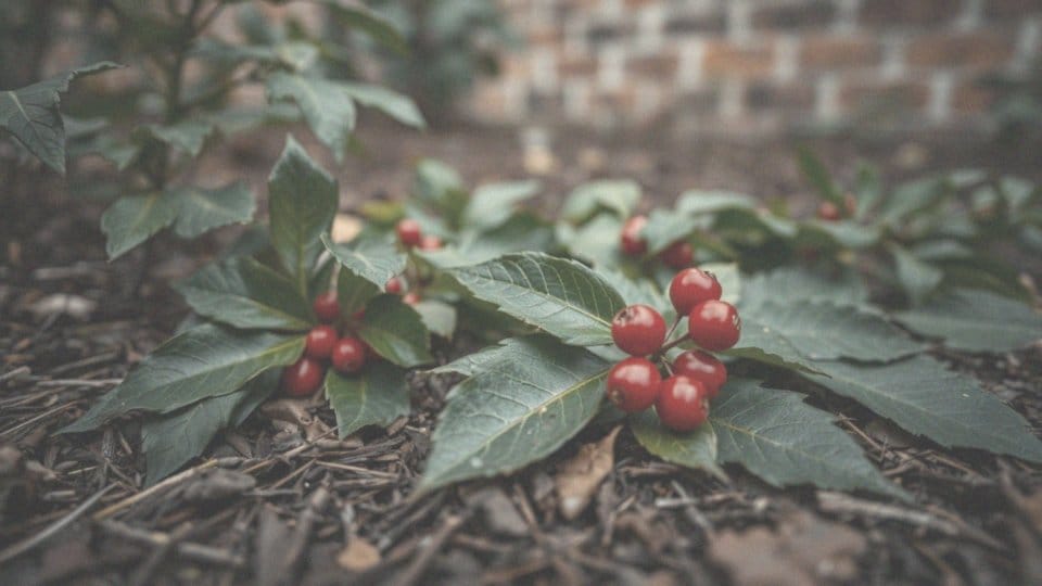 Czy laurowiśnia jest trująca dla psa? Objawy i skutki zatrucia