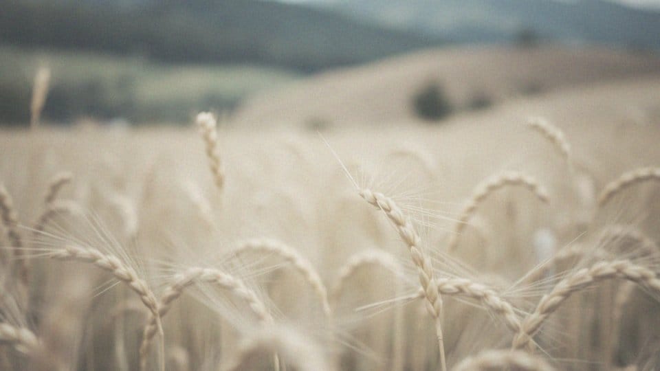 Czy od testosteronu wypadają włosy? Zrozumienie wpływu hormonu