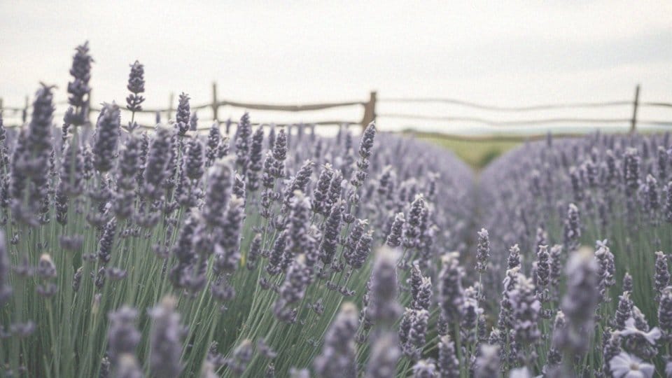 Czy olejek lawendowy jest szkodliwy? Właściwości i zagrożenia