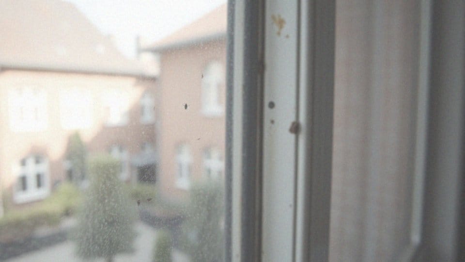 Czym czyścić odchody much? Skuteczne metody usuwania zabrudzeń